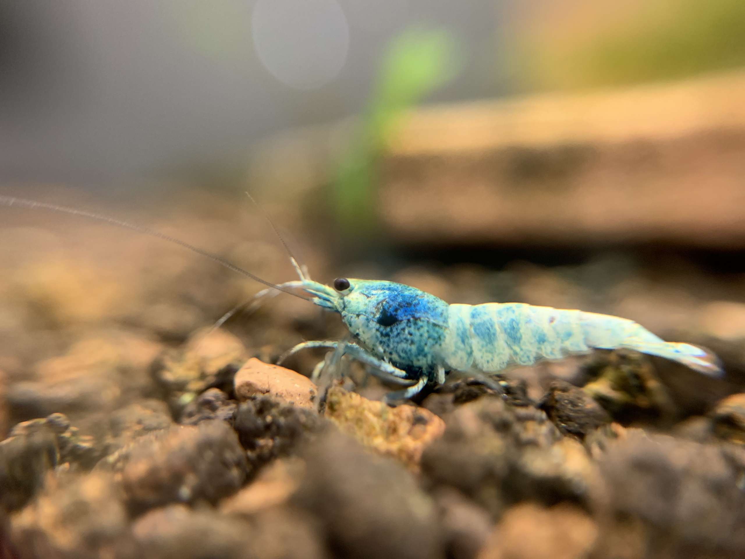 blue bolt - rashrimp